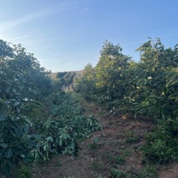 Poda aguacate atardecer